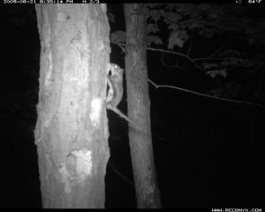 We use passive integrated transponder tag readers and remotely triggered cameras to assess foraging dynamics of flying squirrels. Here are some examples of pictures taken of southern flying squirrels at night with remote, infra-red cameras